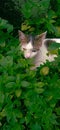 A cute cat hidden on the grass in the garden Royalty Free Stock Photo