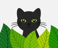 Cute cat hiding behind green leaves. Cat hunting in nature