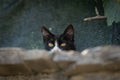 Cute cat hiding behind a stone wall. Black and white cat with partially closed eyes is cautiously examining the surroundings. Royalty Free Stock Photo