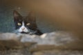 Cute cat hiding behind a stone wall. Black and white cat with partially closed eyes is cautiously examining the surroundings. Royalty Free Stock Photo