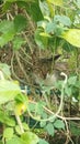 Cute Cat Hiding In The Bushes Royalty Free Stock Photo