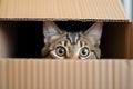 Cute cat hiding inside of cardboard box