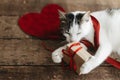 Cute cat holding gift box with red ribbon and velvet hearts on rustic wood. Happy Valentines day Royalty Free Stock Photo