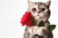 Cute cat holding a red rose in his paws. Space for text. Royalty Free Stock Photo