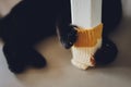 Cute cat hugs scratching post chair leg. Royalty Free Stock Photo