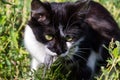 Cute cat caught mouse and holds in teeth outdoor