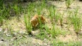 Cute cat hunting Insect in grass.