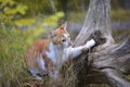 Cute cat hunts in the forest Royalty Free Stock Photo