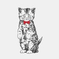 Kitten Drawing PNG Royalty Free Stock Photo