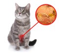 Cute cat and illustration of helminths under microscope on white background. Parasites in animal