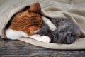 Cute cat and kitten asleep hugging under a blanket on the floor. The content of cats, love animals, cats and kitty relationship Royalty Free Stock Photo