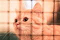 Cute cat, kitten in a cage portrait close-up Royalty Free Stock Photo