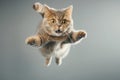 Cute cat or kitten in flight indoor, face of jumping pet on blurred grey background. Portrait of funny flying domestic animal.
