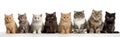 Cute cat kittens, sitting beside each other in order from dark to light color. Isolated on a white background Royalty Free Stock Photo