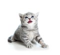 Cute cat kitty looking up on white Royalty Free Stock Photo