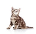 Cute cat kitty looking up Royalty Free Stock Photo