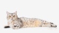 Cute cat lay down on white floor thinking and looking forword with beautiful yellow eyes,copy space for text