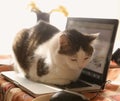 Cute cat lay resting on laptop keyboard on the table Royalty Free Stock Photo