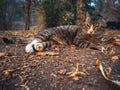 Cat laying dawn and looking at camera