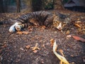 Cat laying dawn and looking at camera