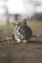 Cute cat laying down on the ground with blurry background Royalty Free Stock Photo