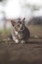 Cute cat laying down on the ground with blurry background Royalty Free Stock Photo