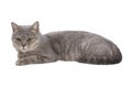 Cute cat laying down and resting on white background Royalty Free Stock Photo