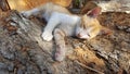 A cute cat is lazing on a log Royalty Free Stock Photo