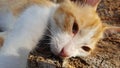 A cute cat is lazing on a log Royalty Free Stock Photo