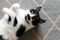 Cute cat lazy lying on stylish rug in the kitchen, top view. Sweet black and white kitty with mustache resting, with interesting