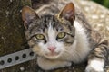 Cute cat lie down on the concrete. Lazy cat sit on concrete. Portrait of cat on the ground Royalty Free Stock Photo