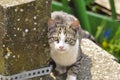 Cute cat lie down on the concrete. Lazy cat sit on concrete. Portrait of cat on the ground Royalty Free Stock Photo