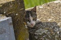 Cute cat lie down on the concrete. Lazy cat sit on concrete. Portrait of cat on the ground Royalty Free Stock Photo