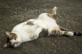 Cute cat lie Royalty Free Stock Photo