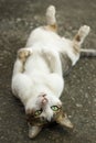 Cute cat lie Royalty Free Stock Photo