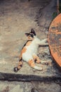 Cute cat lies on concrete floor. White black ginger red color cat.