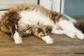 A cute cat lies on her back and sleeps. With yellow eyes and a thick mustache. Close up. Royalty Free Stock Photo