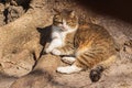 A cute cat lies on the roots at the base of a powerful tree under the rays of the sun.