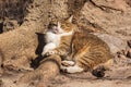 A cute cat lies on the roots at the base of a powerful tree under the rays of the sun.