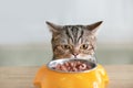 Cute cat looking at bowl with food on kitchen table Royalty Free Stock Photo