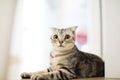 Cute cat looking at camera Royalty Free Stock Photo