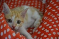 Cute cat looking camera on his red with white point Royalty Free Stock Photo