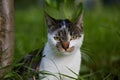 Cute cat looking at camera. Natural light. Royalty Free Stock Photo