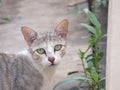 A cute Cat look near a plant Royalty Free Stock Photo