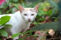 A cute cat looking at a camera Royalty Free Stock Photo