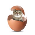 Cute cat looking out of cracked eggshell on white background Royalty Free Stock Photo