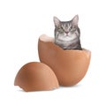 Cute cat looking out of cracked eggshell on white background Royalty Free Stock Photo