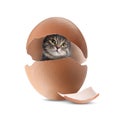 Cute cat looking out of cracked eggshell on white background Royalty Free Stock Photo