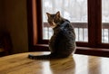 Cute cat sitting on table looking over shoulder in surprise Royalty Free Stock Photo