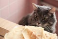 Cute cat is looking at pancakes Royalty Free Stock Photo